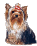 Chien